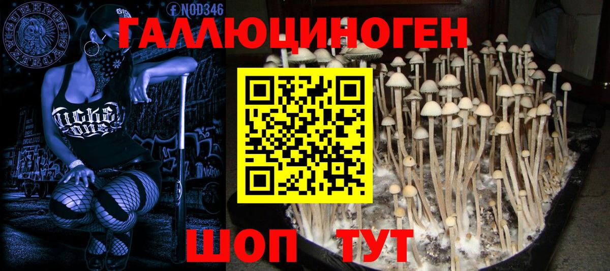 Мценск  Псилоцибиновые грибы GOLDEN TEACHER  Вход с VPN 